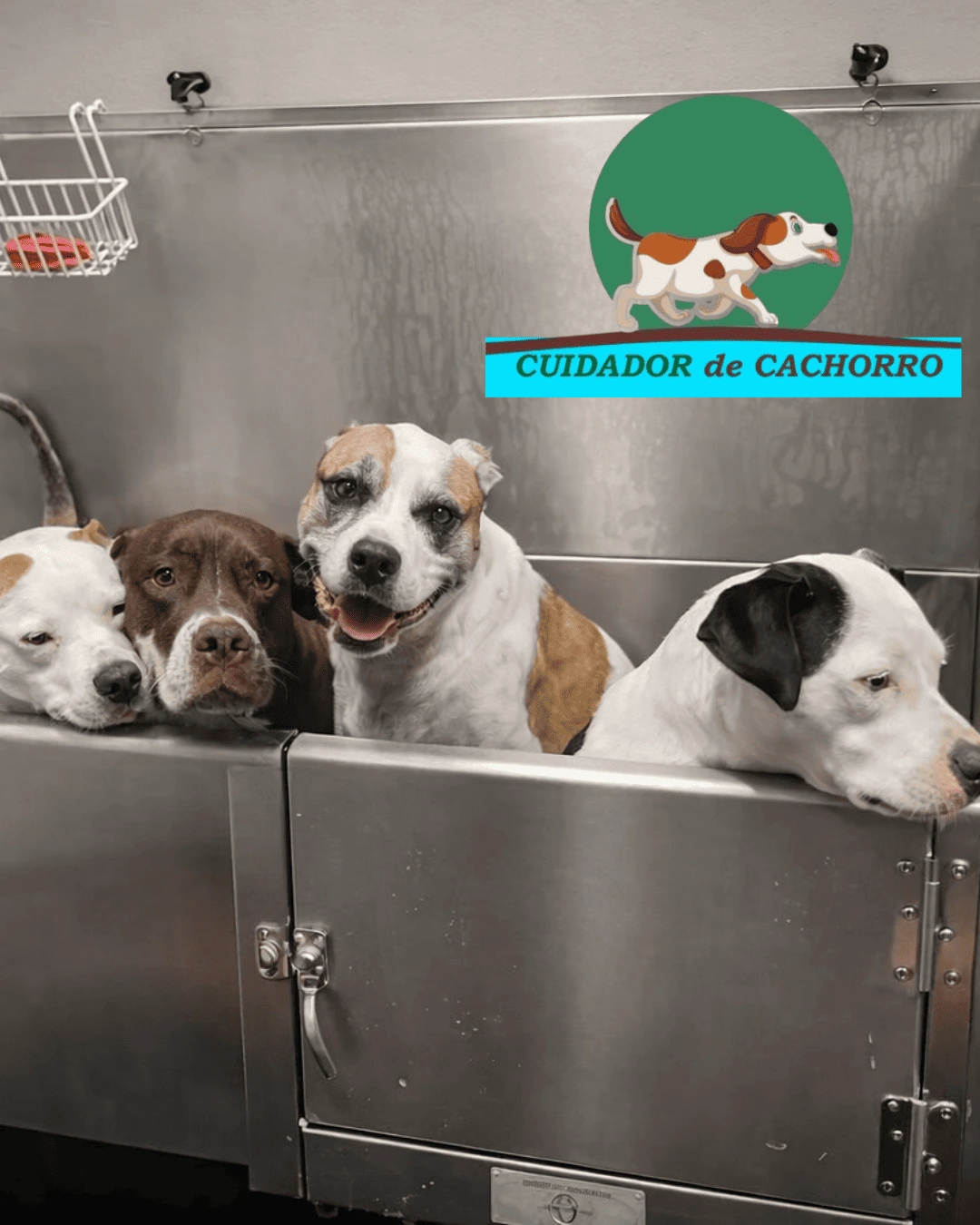 Cães na banheira durante o banho no serviço de banho e tosa