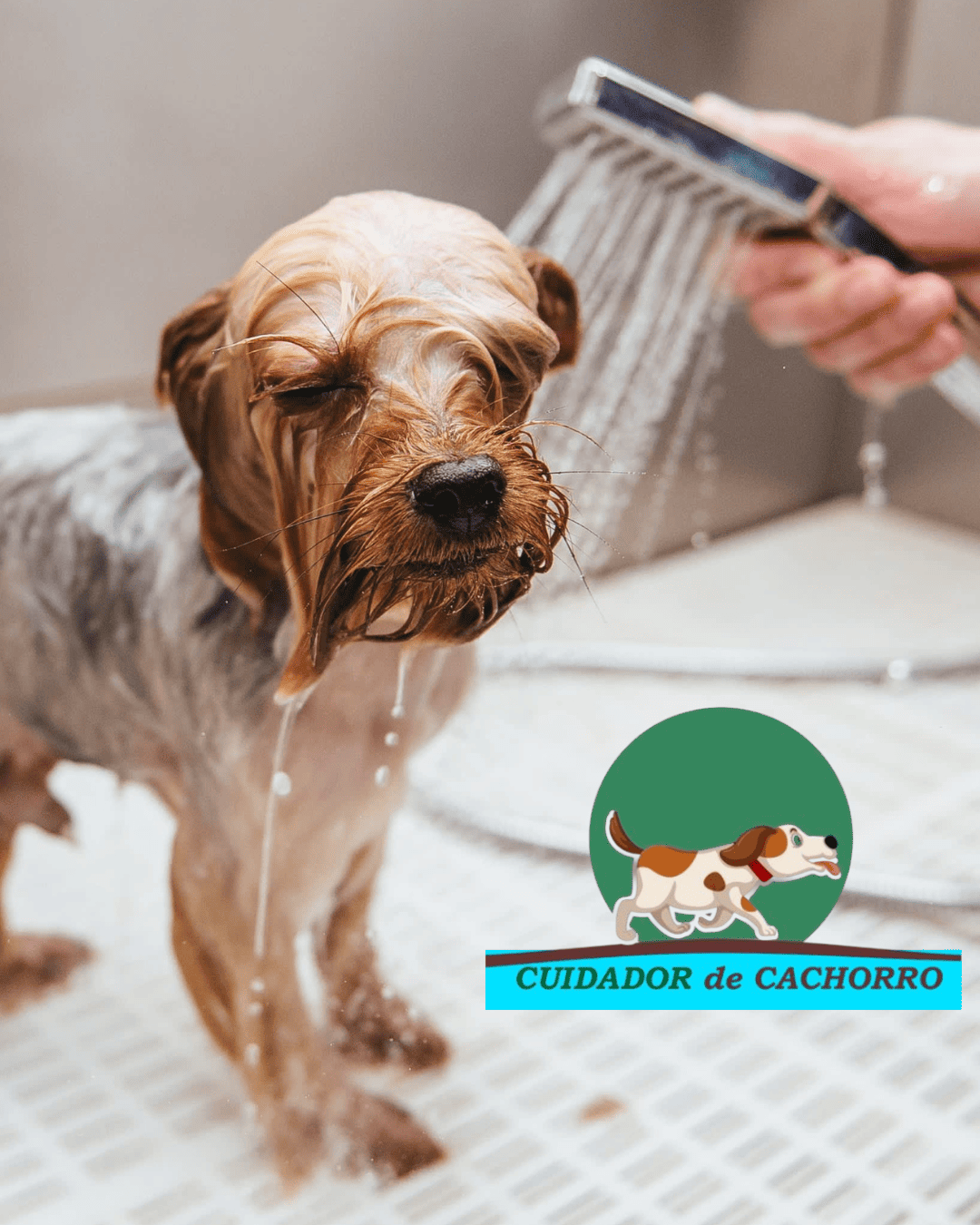 Profissional dando banho em cachorro na Zona Oeste de São Paulo