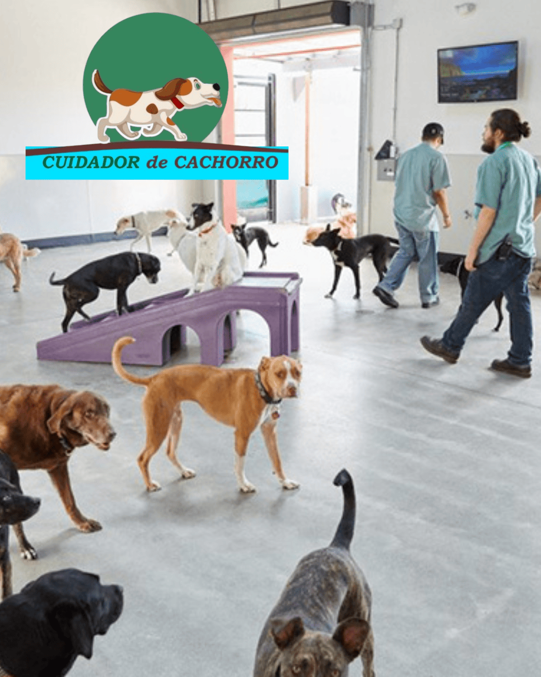 Equipe do hotel cuidando dos cães em um ambiente organizado e seguro