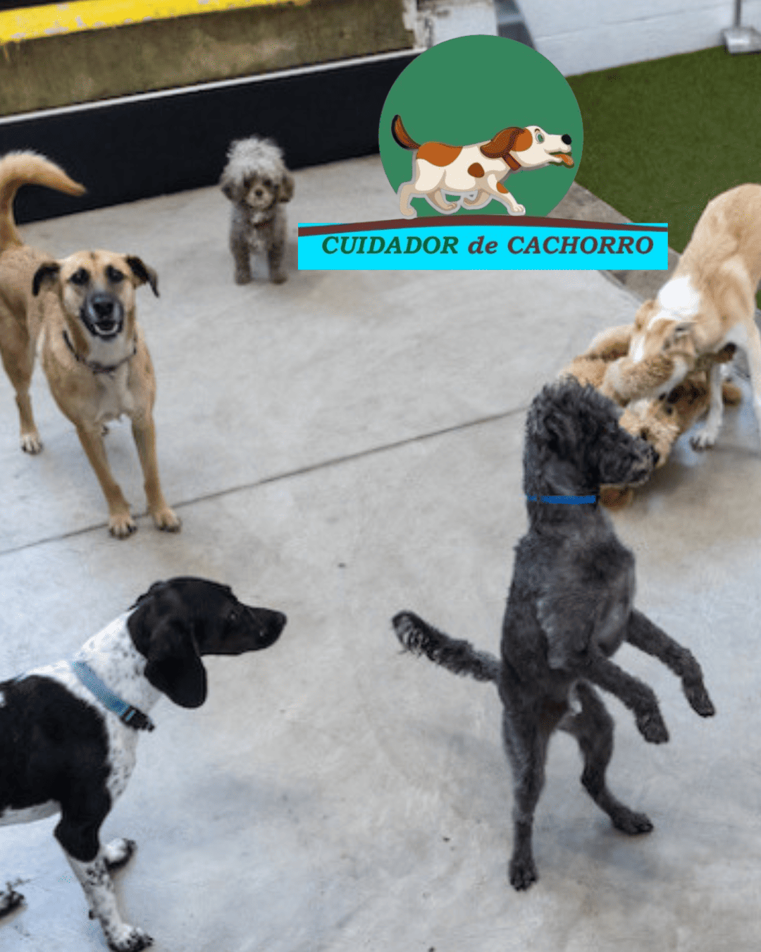 Interior do hotel para cães na Zona Oeste de SP com baias organizadas e ambiente limpo