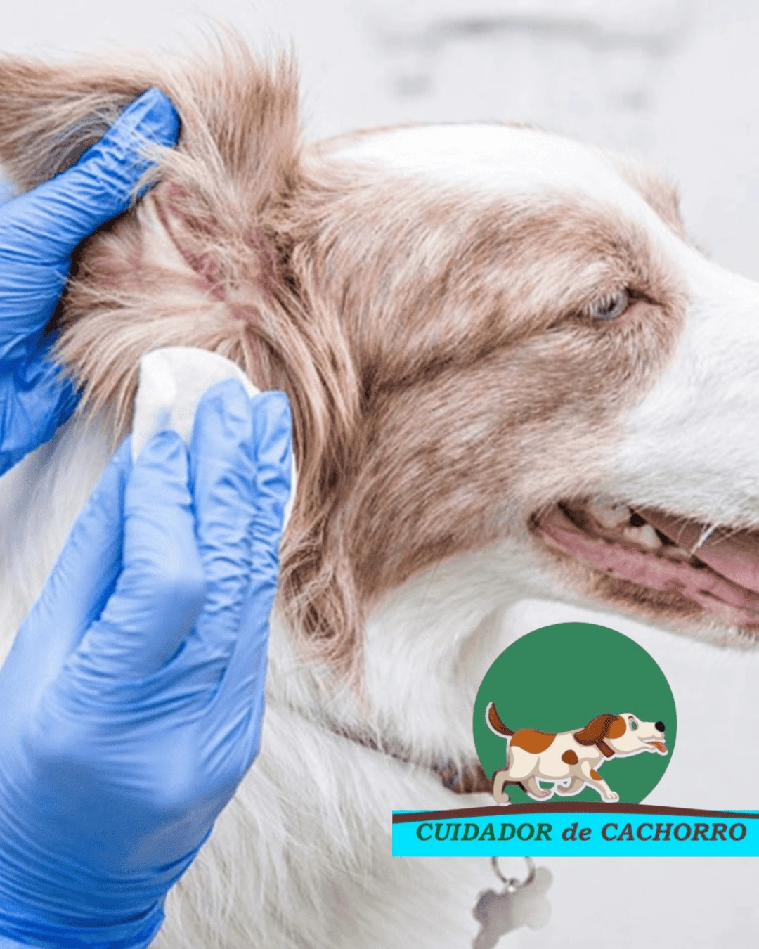 Profissional realizando limpeza de orelha em cachorro durante o banho e tosa