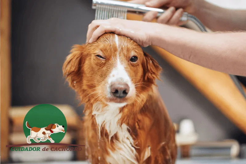 Como Preparar Seu Cachorro para o Banho e Tosa