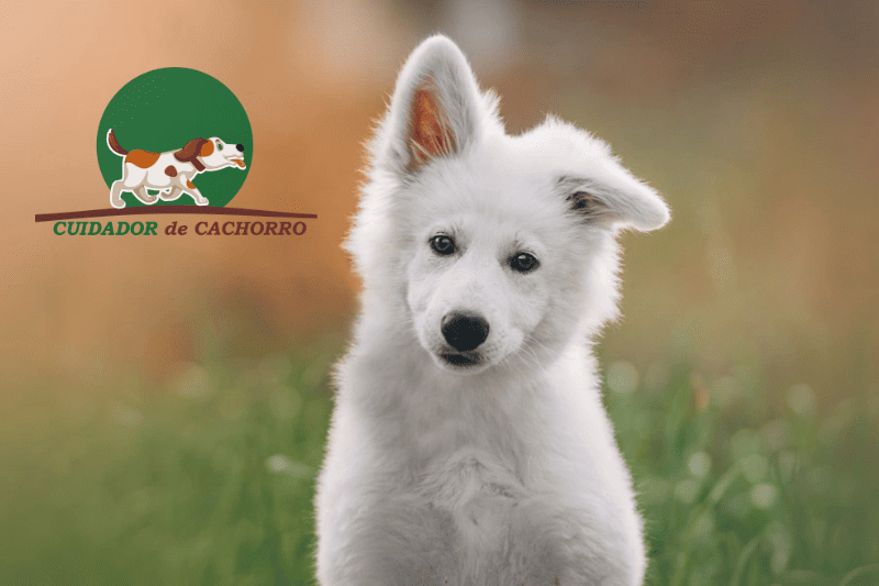 Cachorro Pastor Suíço Informações sobre a Raça