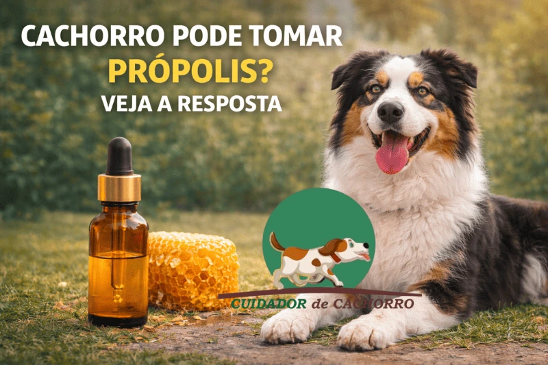 Cachorro Pode Tomar Própolis? Veja a Resposta