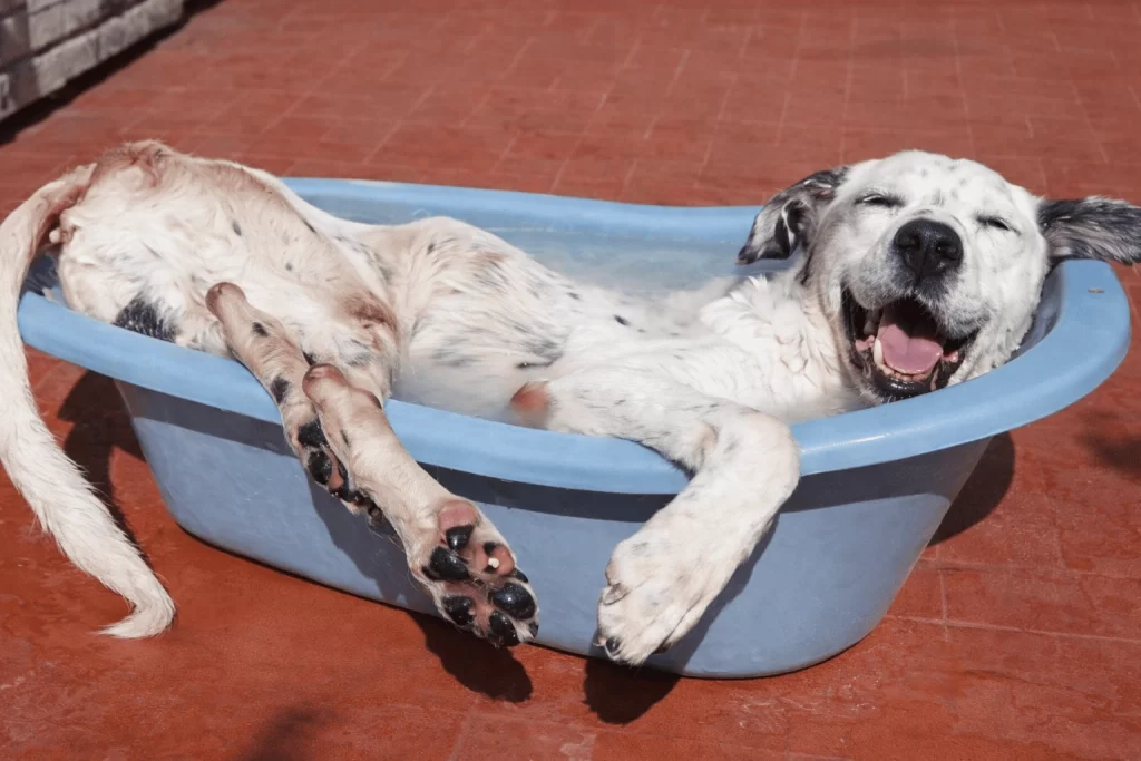 Cachorro na banheira com muito calor devido ao sol