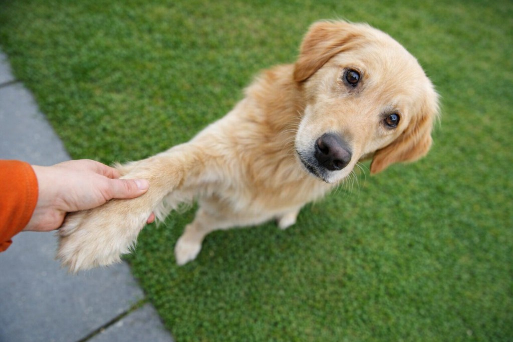 Treinamento de Golden Retriever com tutor ensinando comandos básicos