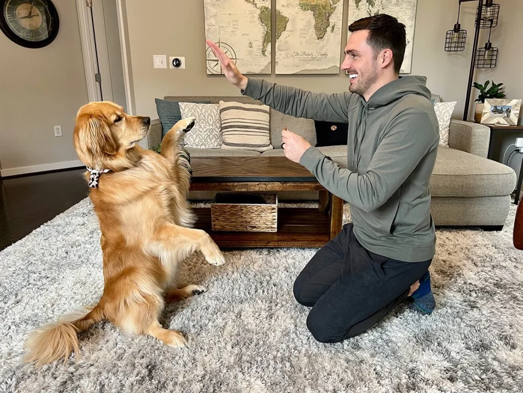 Treinamento com reforço positivo para Golden Retriever com recompensa