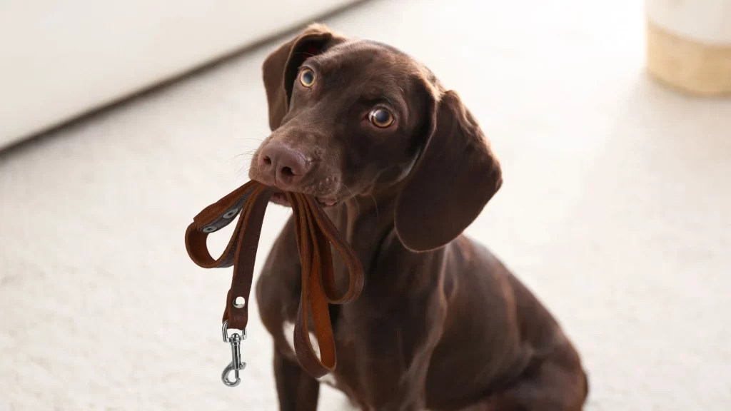 Cachorro segurando a guia na boca, pronto para o passeio
