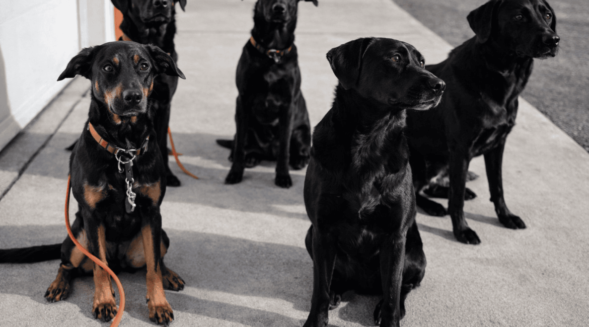 Adestramento por modelagem ensinando comportamento ao cachorro
