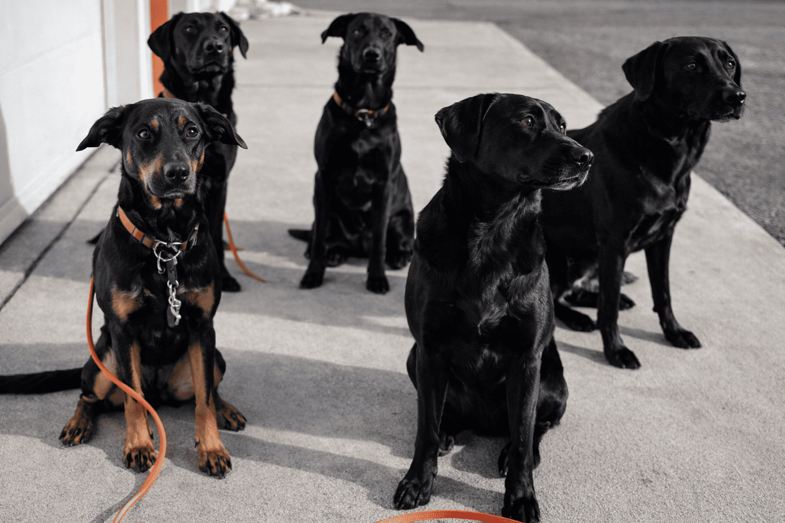 Adestramento por Modelagem: A Técnica do “Molde” sem Encostar no Cão