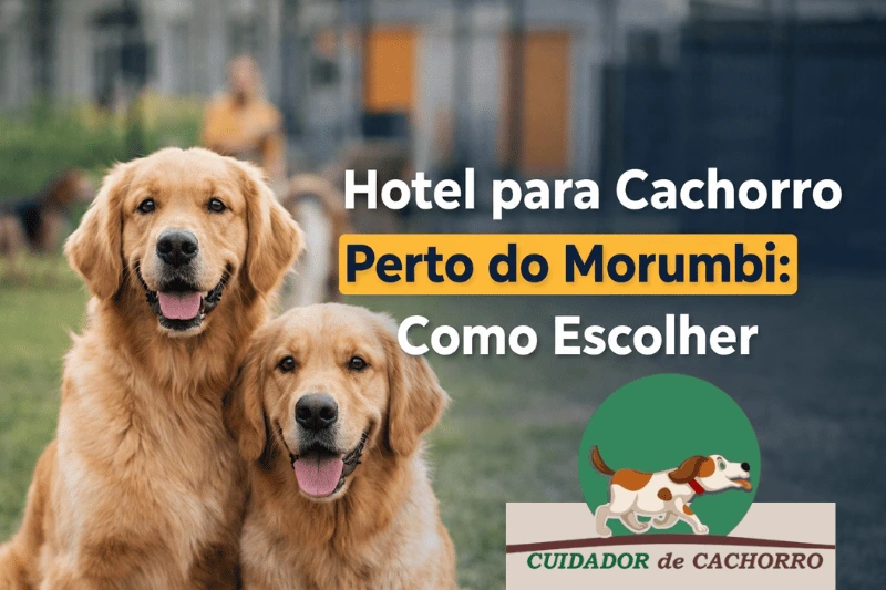 Hotel para cachorro perto do Morumbi em São Paulo com ambiente seguro