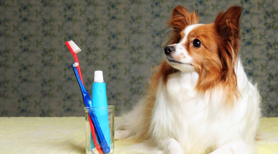 Odontologia veterinária preventiva realizando limpeza dental em cachorro