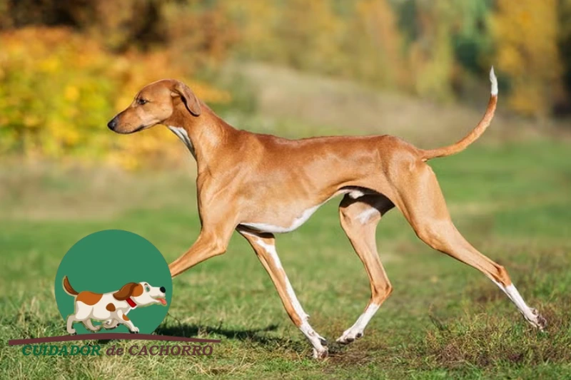 Cachorro Azawakh – Informações sobre a Raça
