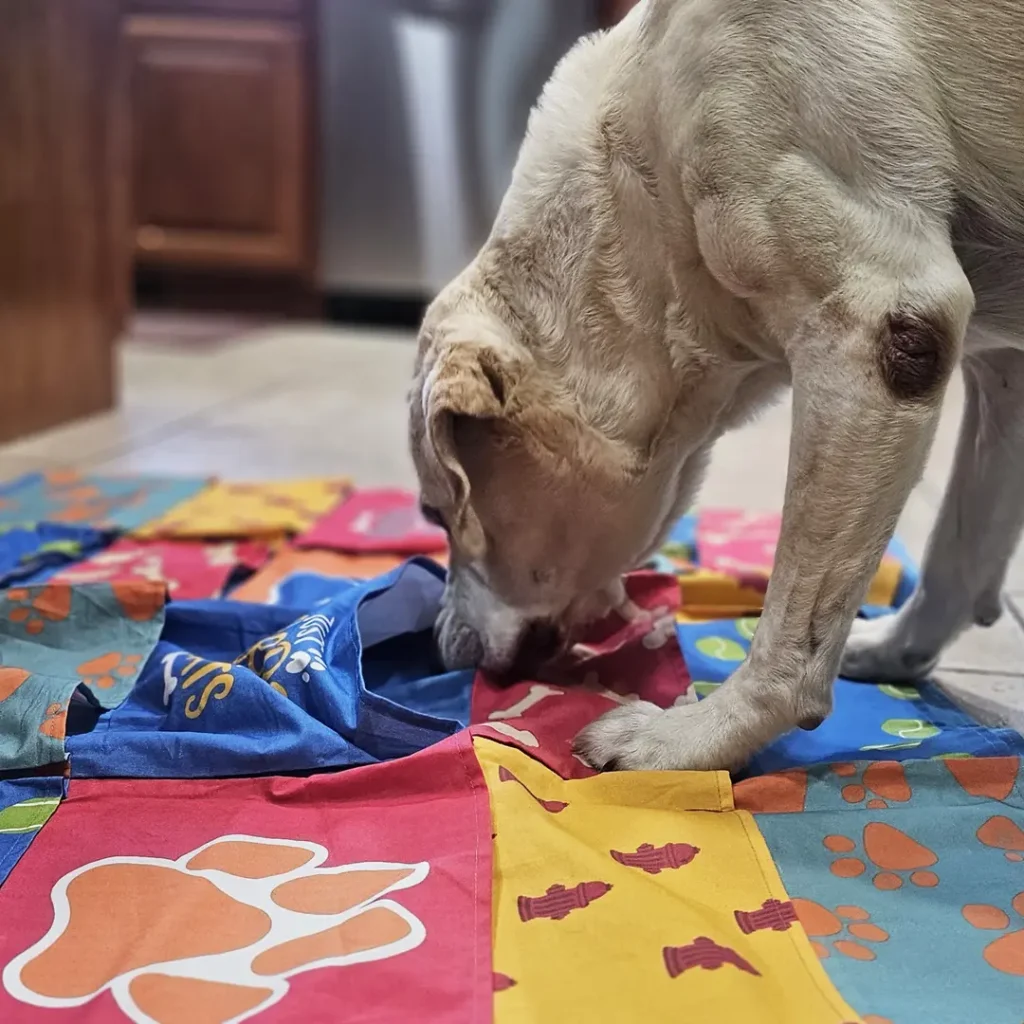 Cachorro farejando o chão durante passeio em busca de cheiros