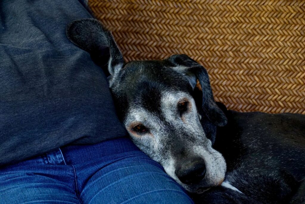 Cuidando de um cão idoso com atenção à saúde, conforto e bem-estar