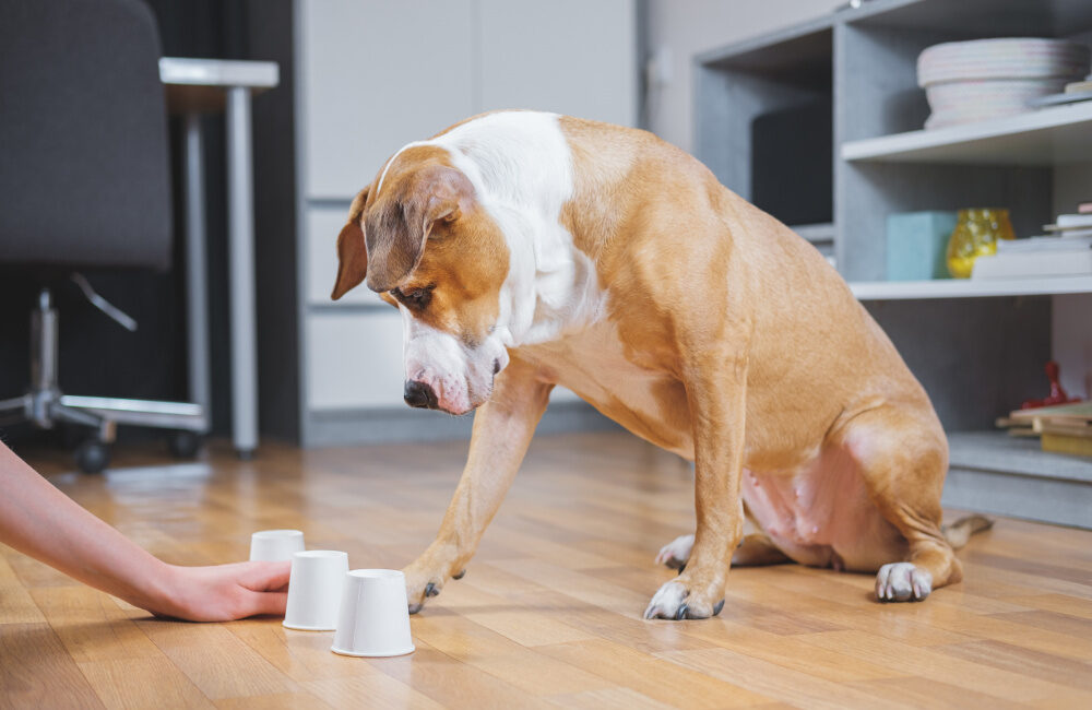 Jogos para brincar com seu cachorro dentro de casa estimulando atividade e diversão