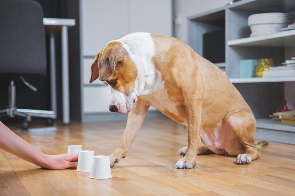 Jogos para brincar com seu cachorro dentro de casa