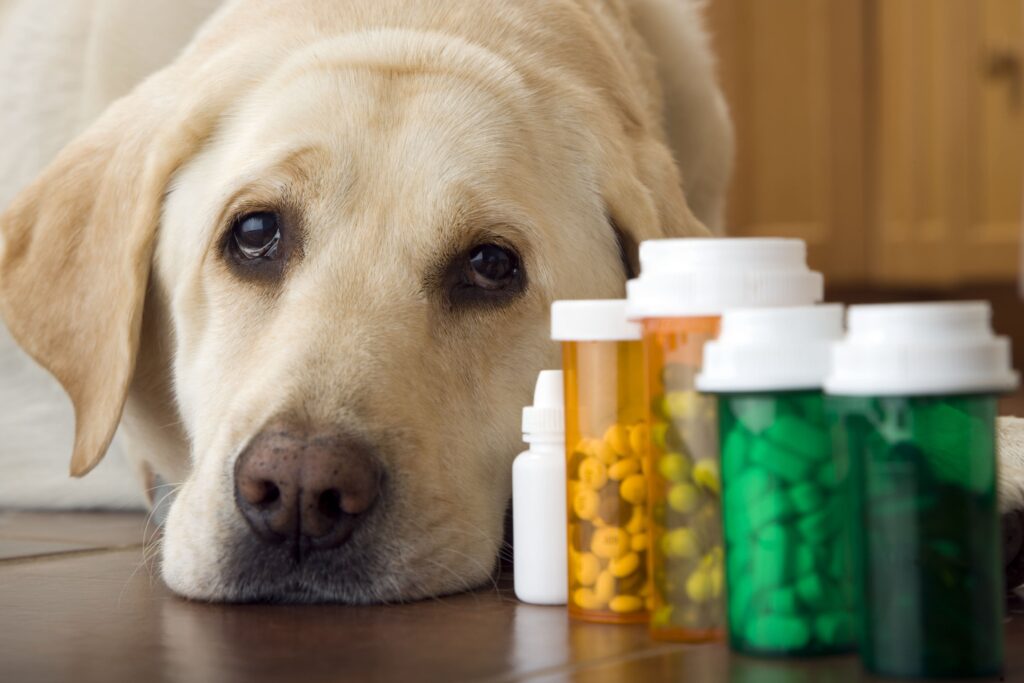 Labrador recebendo vitaminas para cães para поддержка da saúde e energia