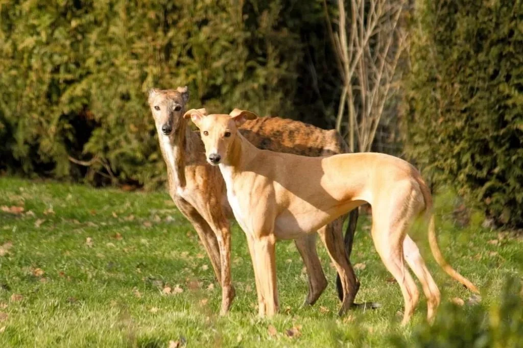 Socialização do Azawakh com outros cães e pessoas desde filhote