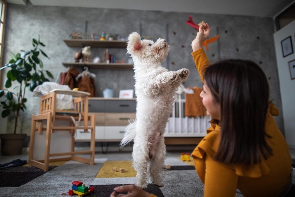 Jogos para brincar com seu cachorro dentro de casa estimulando atividade e diversão