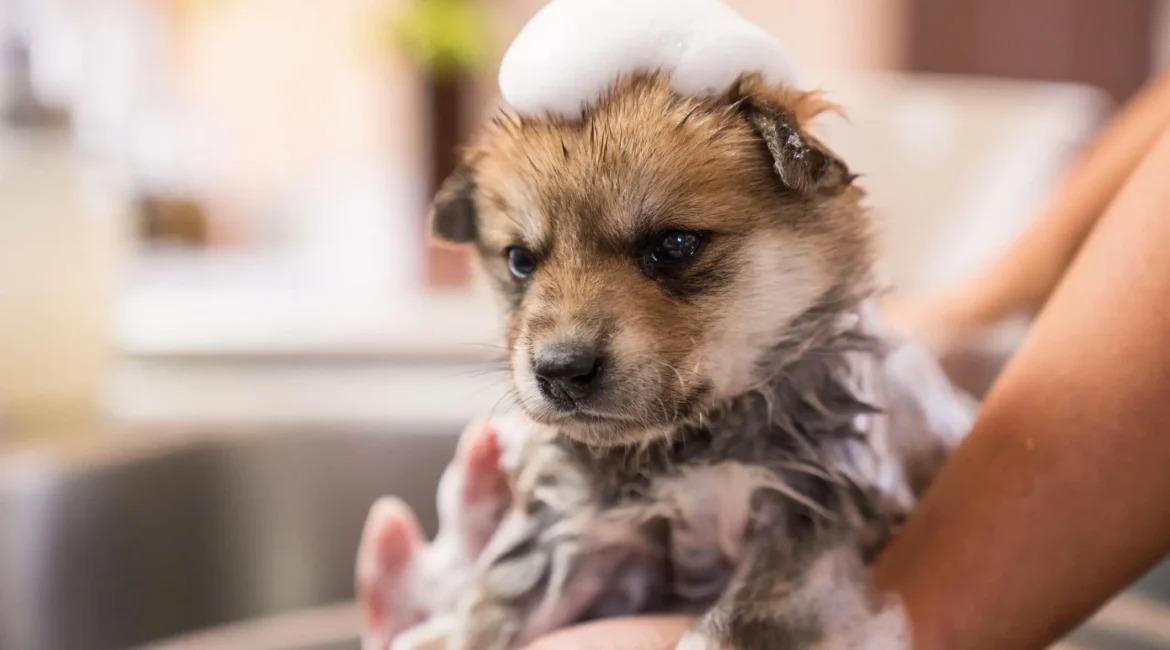 Banho em filhotes de cachorro com cuidados delicados e produtos adequados