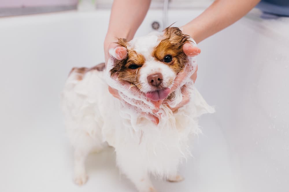Tutor cuidando de filhote de cachorro em ambiente doméstico com foco em higiene e bem-estar
