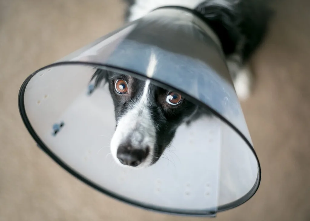 Cachorro Castrado Fica Diferente? Saiba Como Lidar