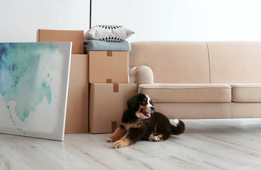 Cães estranhando casa nova demonstrando comportamento de adaptação ao novo ambiente