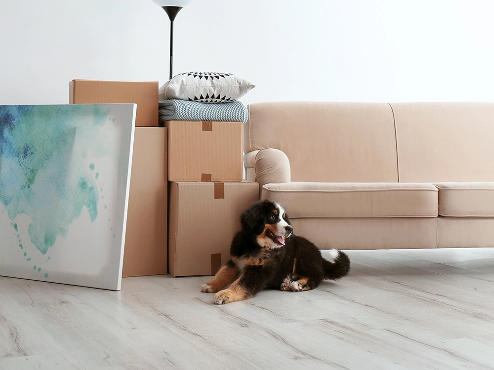 Cães que Estranham Casa Nova