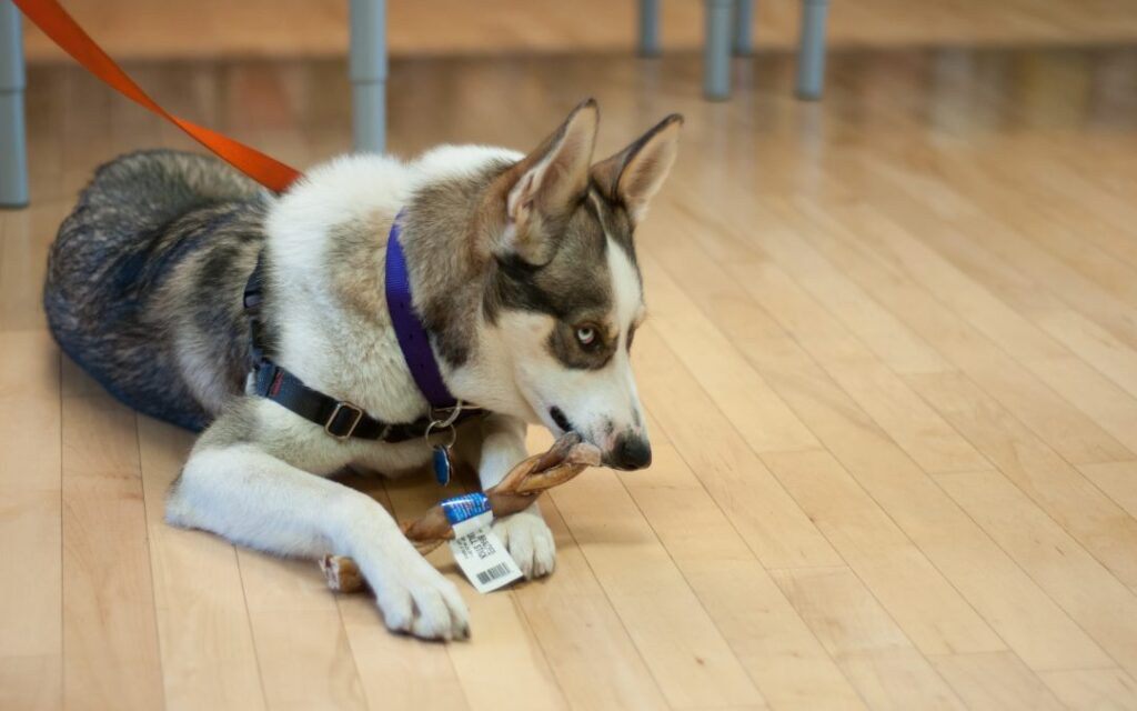 Cachorro protegendo a tigela de comida durante a refeição