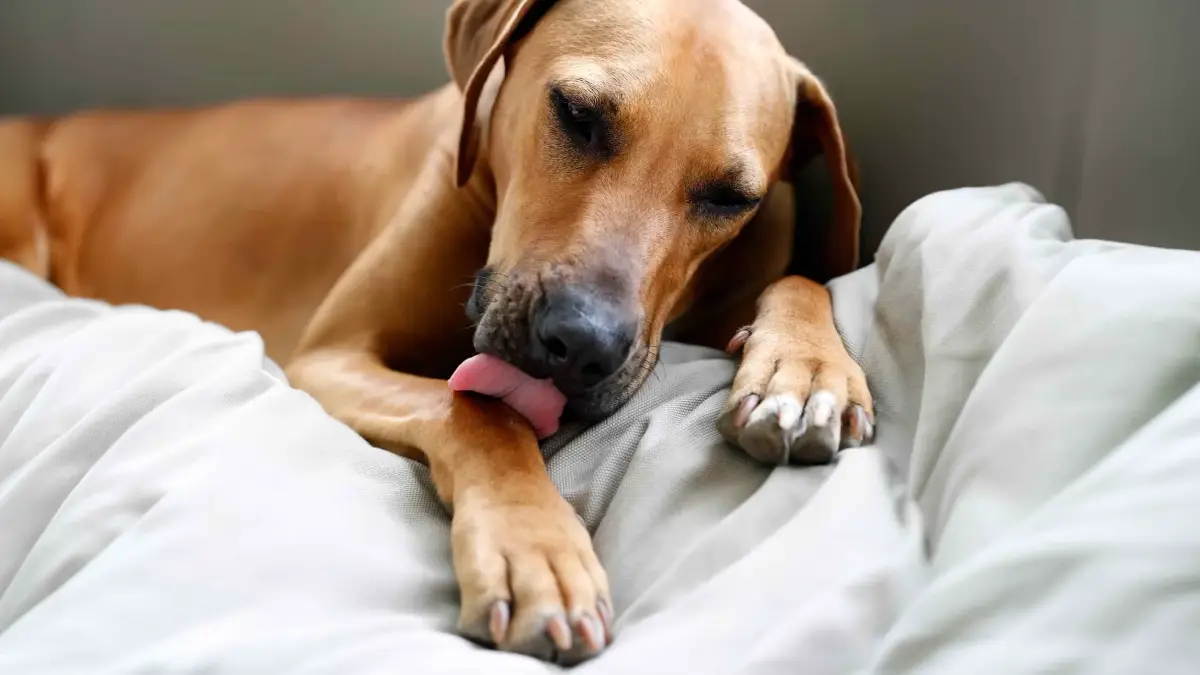Lambedura excessiva em patas e móveis: quando é tédio, alergia ou TOC canino?