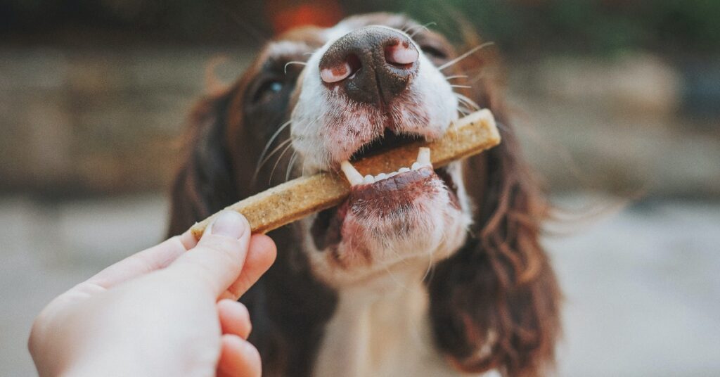 Tutor utilizando reforço positivo próximo da comida do cachorro