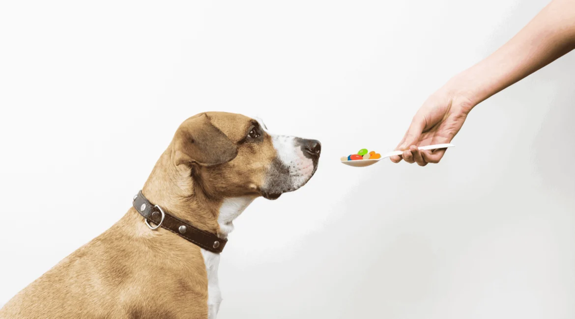 Vitaminas para cachorro auxiliando na saúde, imunidade e bem-estar do pet