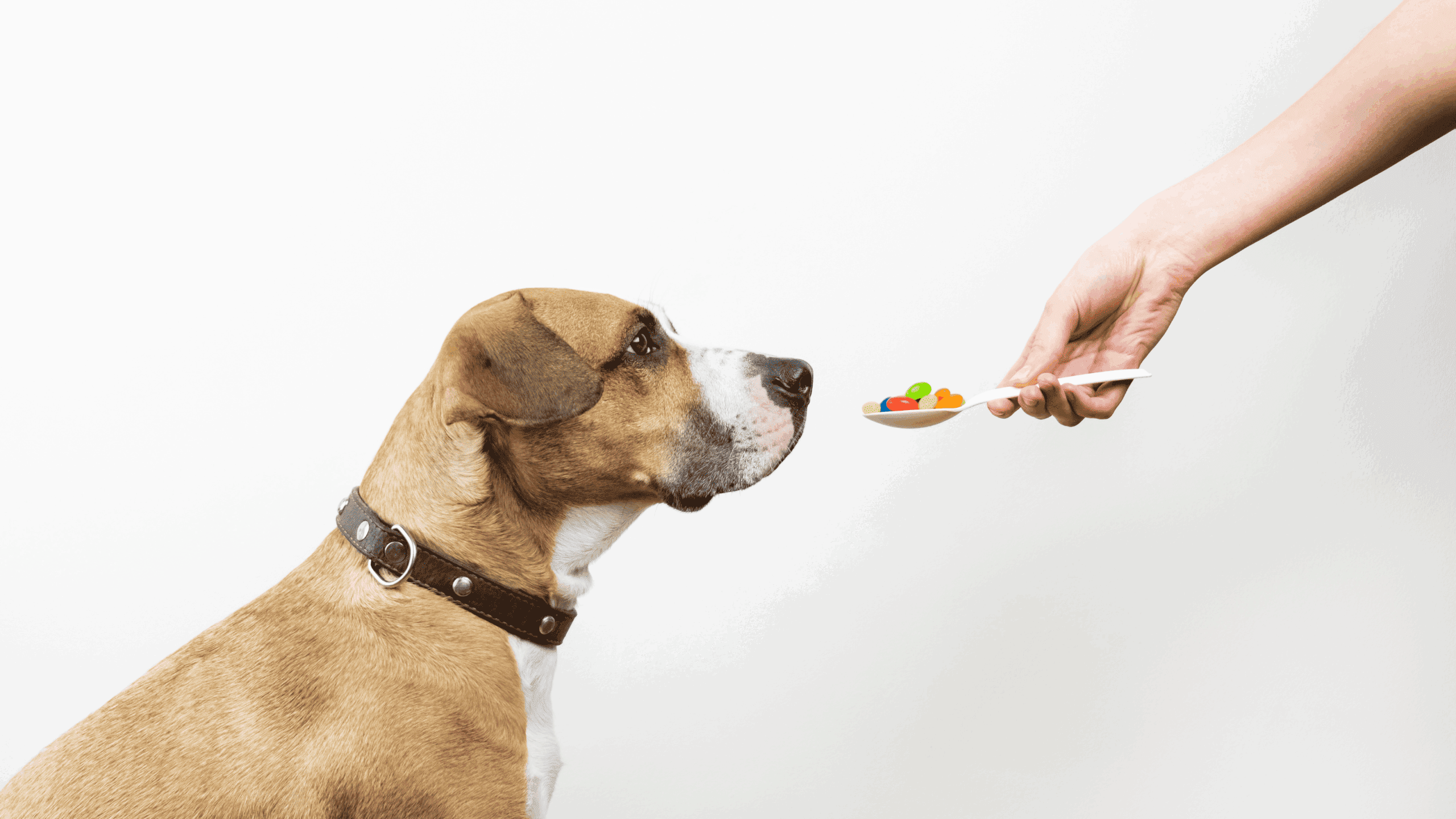 Vitaminas para Cachorro: Quando São Necessárias