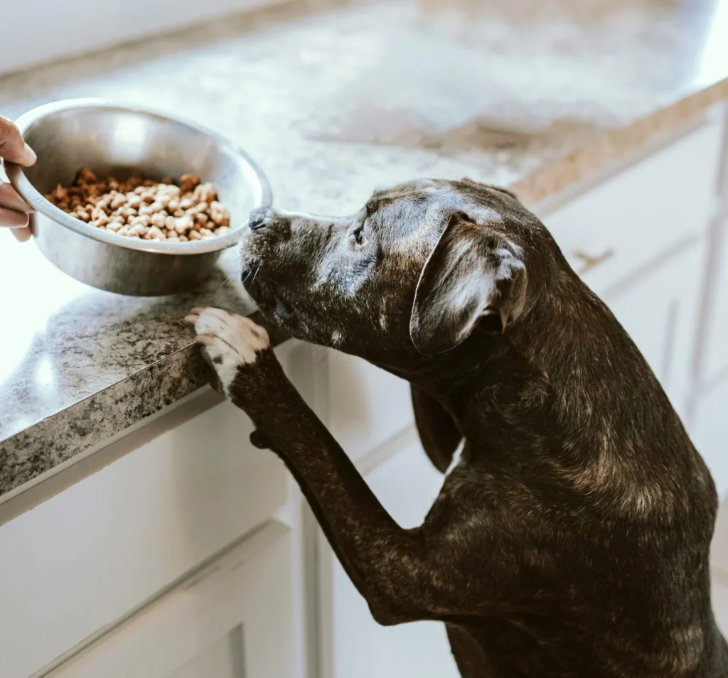 Cachorro comendo ração premium em casa em ambiente limpo e saudável